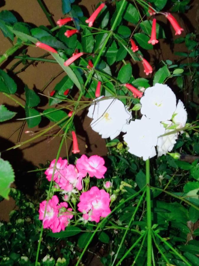 Ella Tea Land Viewアパートメント エクステリア 写真